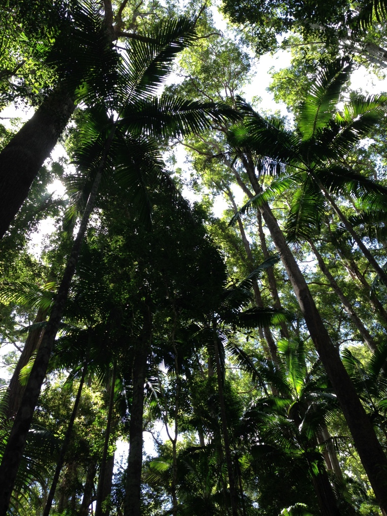Redwood style trees in the interior of Fraser Island